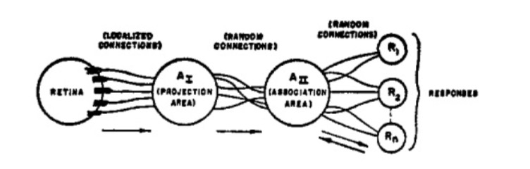 Perceptron Organization